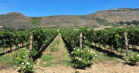 Winelands von Kapstadt